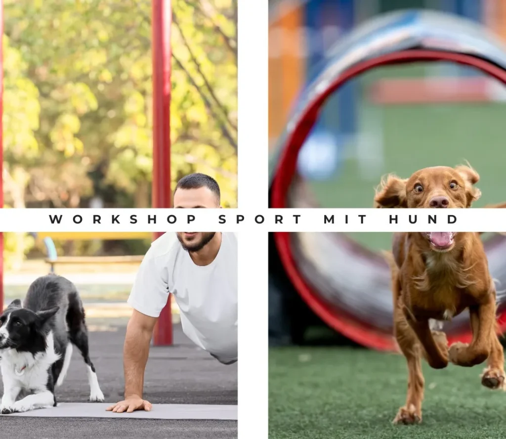 Collage zum Fierce Dogs Sommer-Workshop: Auf der linken Seite macht ein Halter Liegestütze neben seinem Border Collie, rechts rennt ein fröhlicher brauner Hund aus einem Agility-Tunnel.