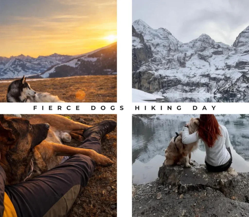 Collage zum Fierce Dogs Hiking Day: Hunde und ihre Halter genießen die Ruhe am Seealpsee und in der verschneiten Bergwelt; Fokus auf Achtsamkeit und die gemeinsame Zeit in der Natur.