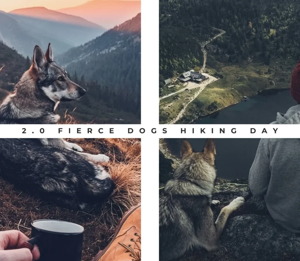 Collage zum Fierce Dogs Hiking Day: Ein Tschechoslowakischer Wolfhund blickt über die Schweizer Berglandschaft der Alp Mora; Teilnehmer genießen die Aussicht und Ruhe während des Wanderseminars für Abenteuer und Achtsamkeit.