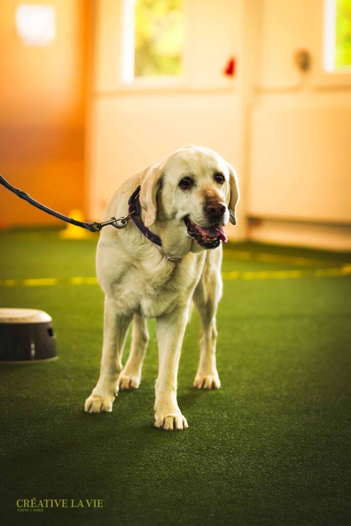 Ein älterer gelber Labrador Retriever steht hechelnd in der hellen Hundetrainingshalle von Fierce Dogs auf grünem Boden.